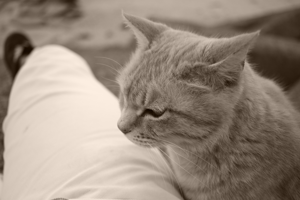 自分を人間だと思ってる