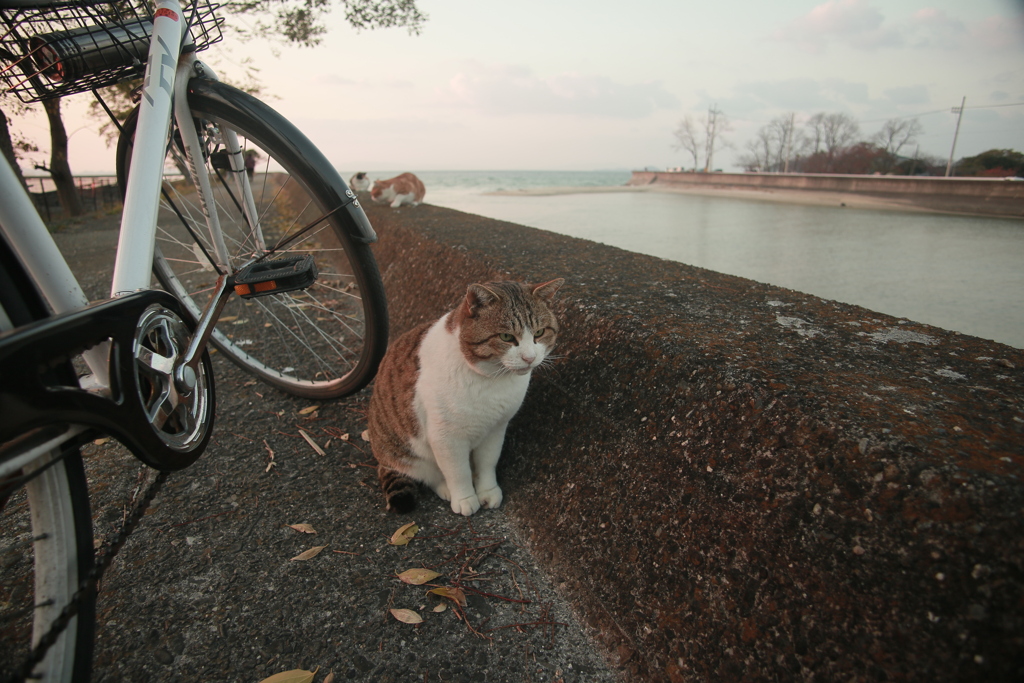 風邪治って元気なトム君
