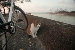 風邪治って元気なトム君