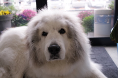 お店番してるココさん