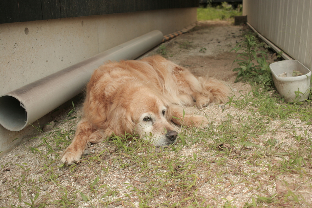 お宿番してるみゅうちゃん