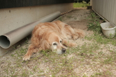 お宿番してるみゅうちゃん