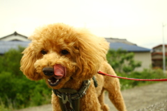 今日も鼻の穴の奥までなめまわしてくれたコマちゃん