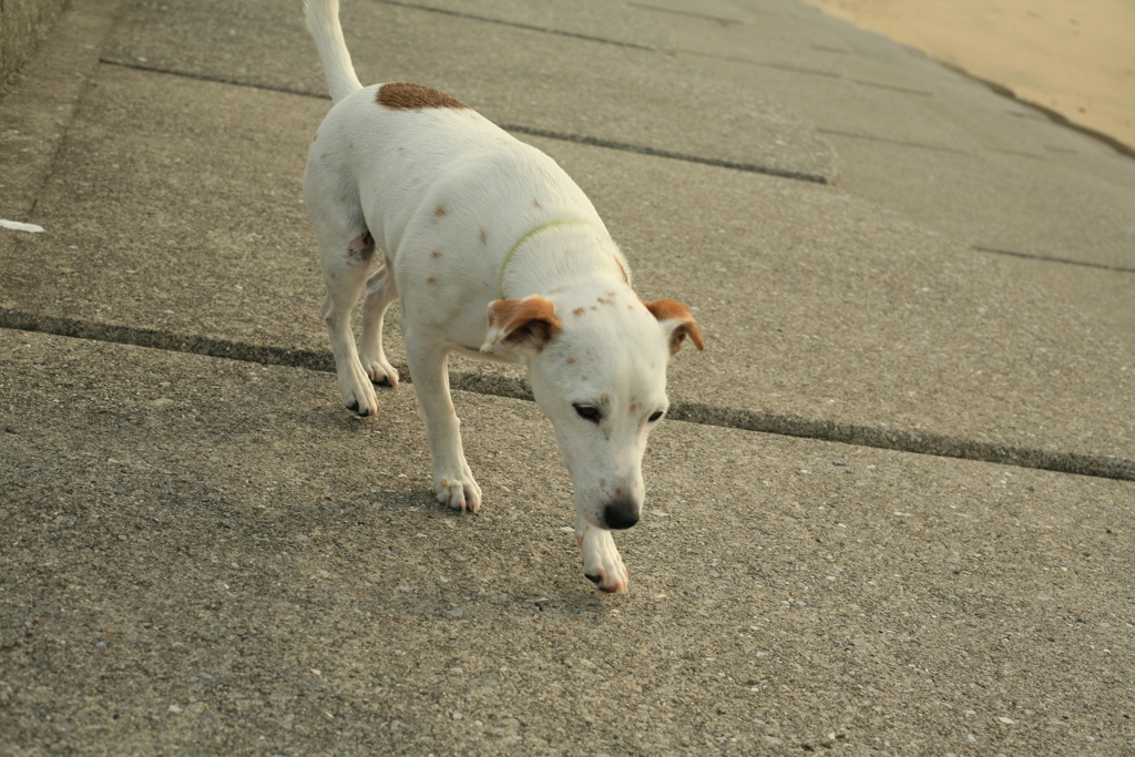 散歩中のククル