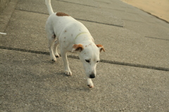 散歩中のククル