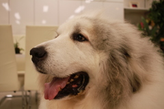 今日もかわいいココさん