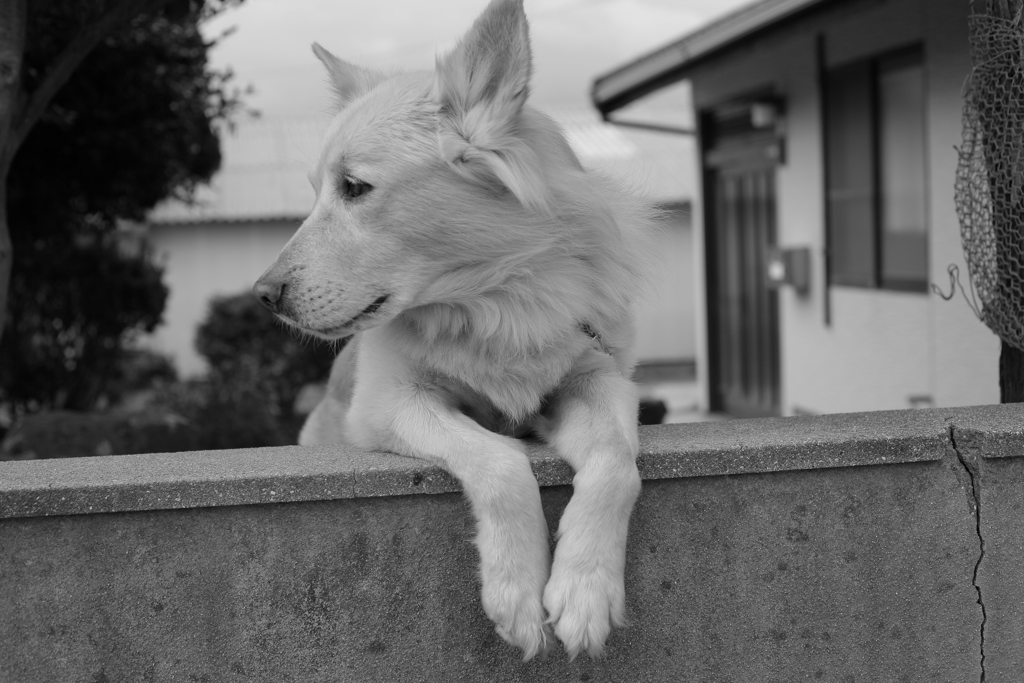 今日も番犬してる大ちゃん