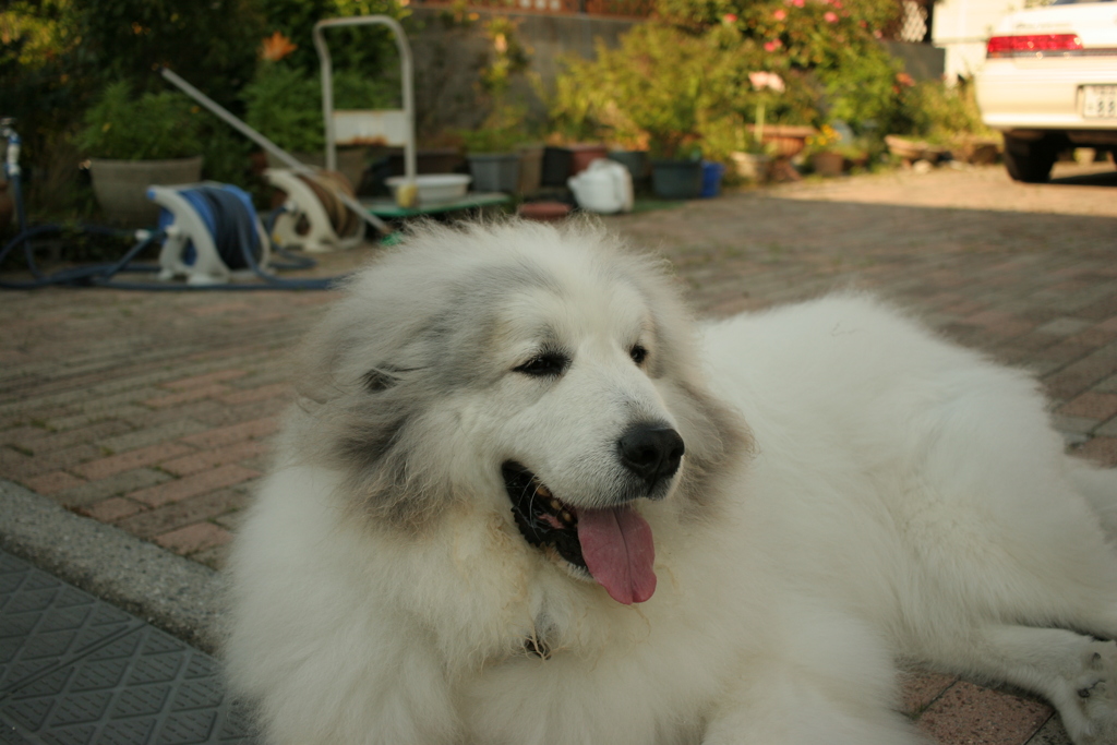 日曜のココちゃん