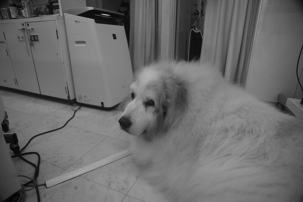 今日ももふもふのココさん