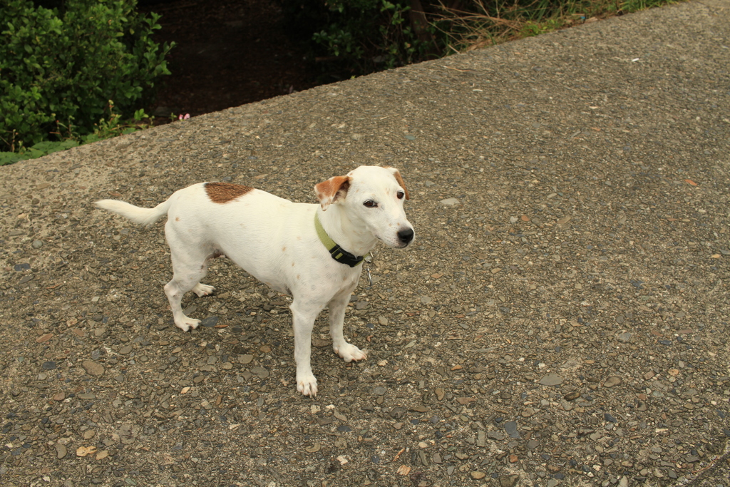 昼散歩してるククル