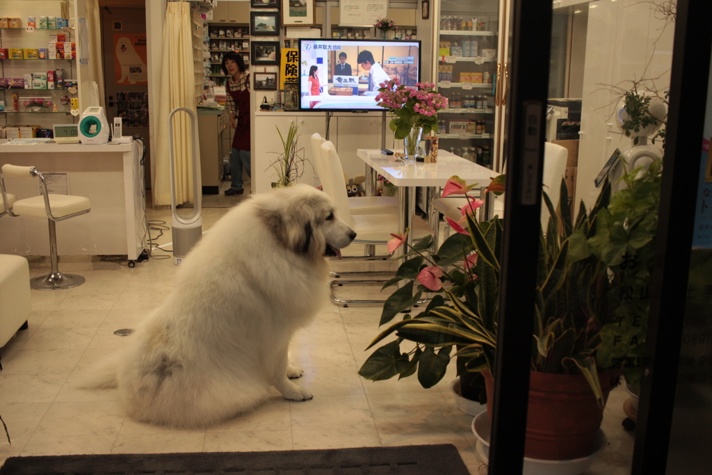 お店番してるココちゃん