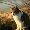 トム君