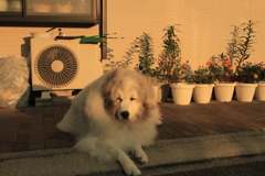 涼しくなってきて表に出されてるココさん