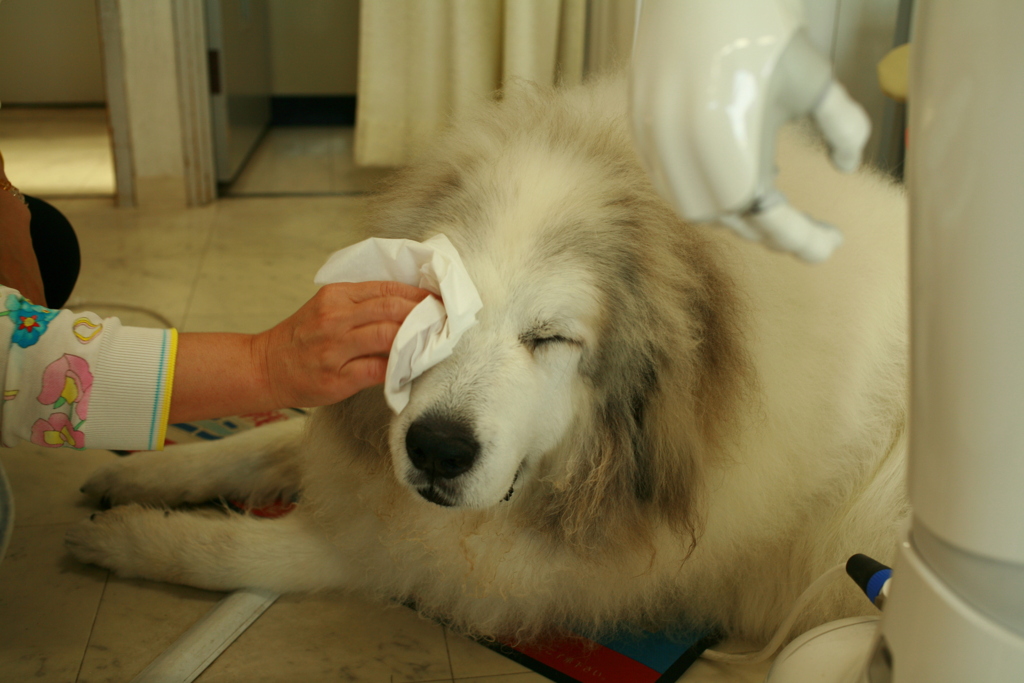 目ヤニを拭いてもらうココさん