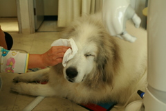 目ヤニを拭いてもらうココさん