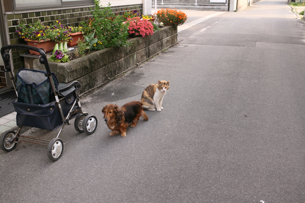 カボちゃんとミケさん