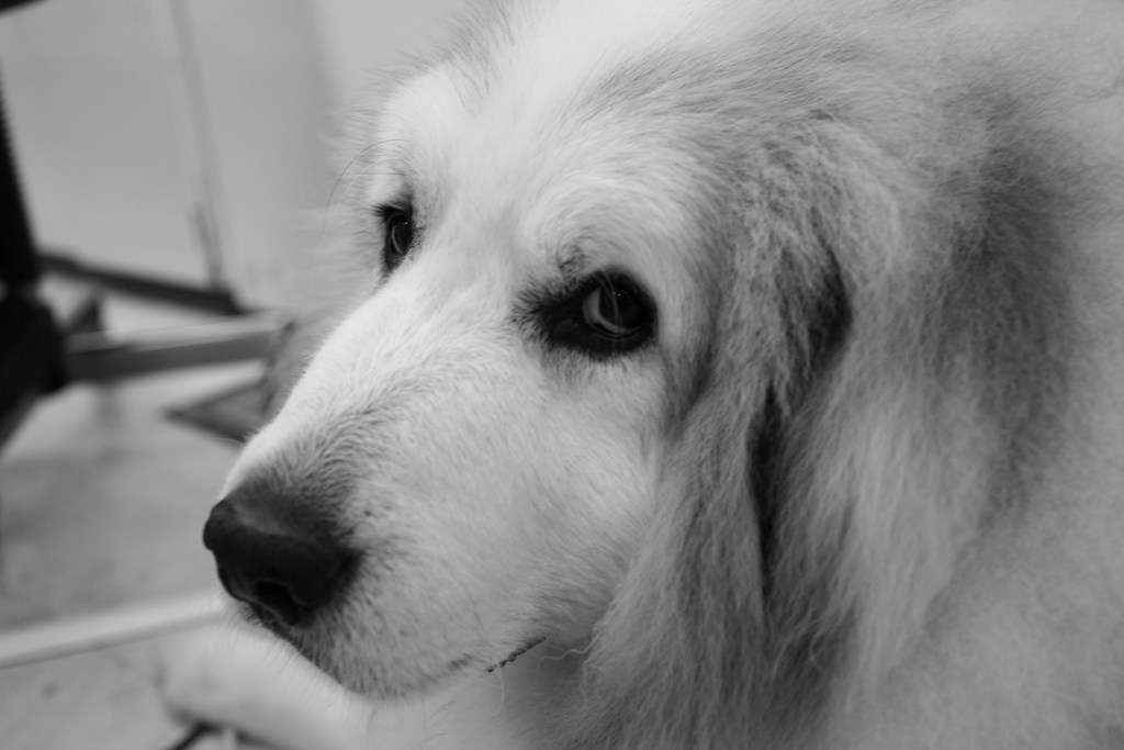 今日も元気なココさん