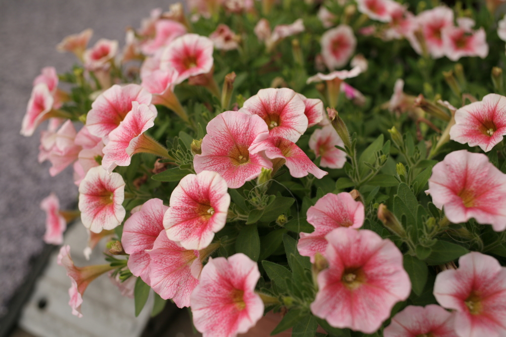 ココさん所の花