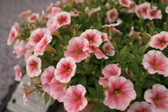 ココさん所の花