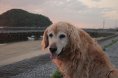 みゅうちゃんと浜で一時間ほど夕涼み