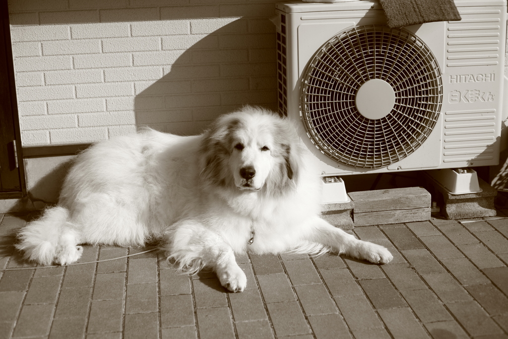 番犬してるココさん