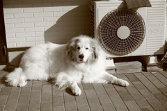 番犬してるココさん