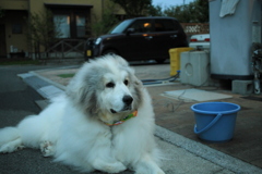 今日もココ様は元気