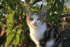 名前はまだない