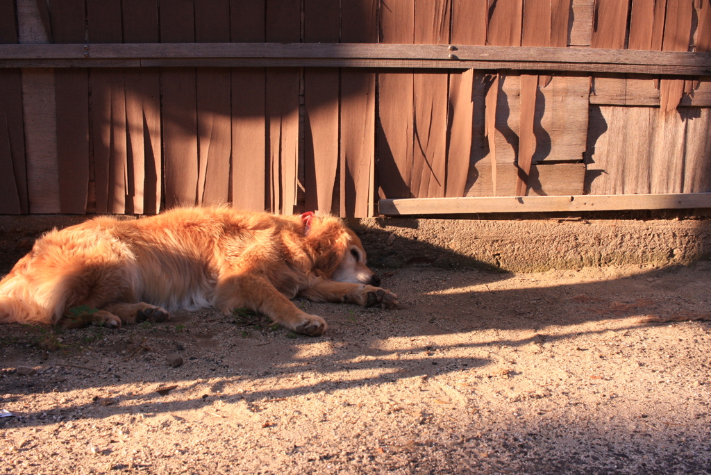 朝のみゅうちゃん
