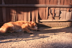 朝のみゅうちゃん