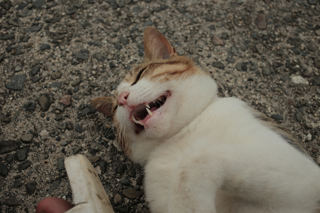 アホアホマンなトム君