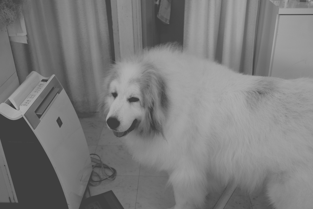 裏の涼しい部屋に行こうとするココさん