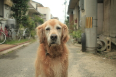 お宿番してるみゅうちゃん