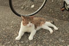 今日も元気なトム君