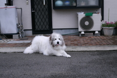 日曜も元気なココさん