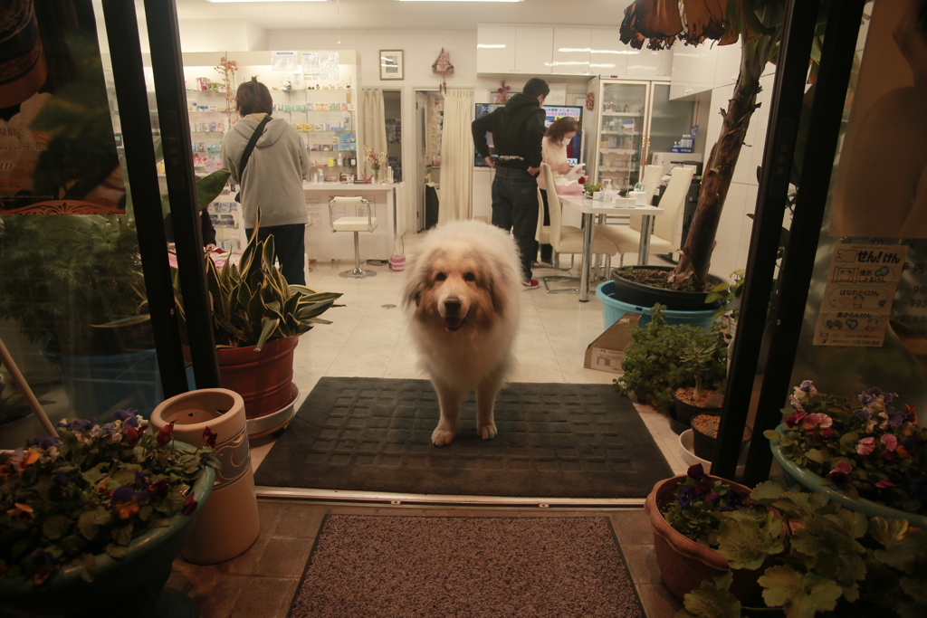 お店番してるココさん