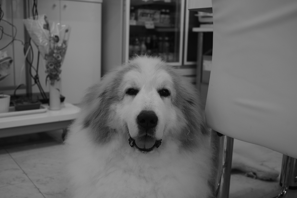 今日もお店番してるココさん