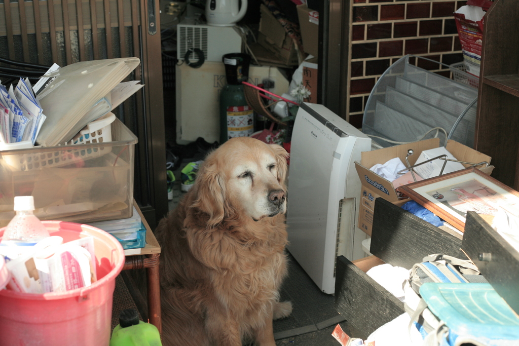引越しの見張り番するみゅうちゃん