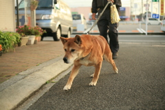やってくるモクちゃん