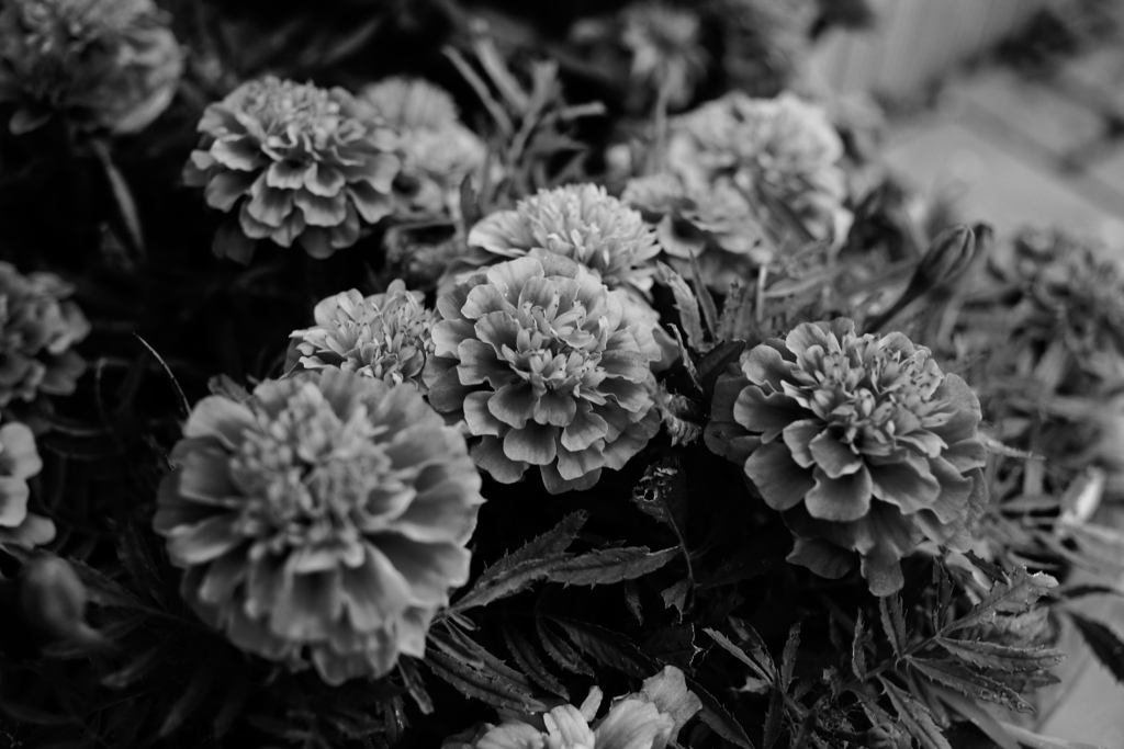 モノクロ＠2019-07-08