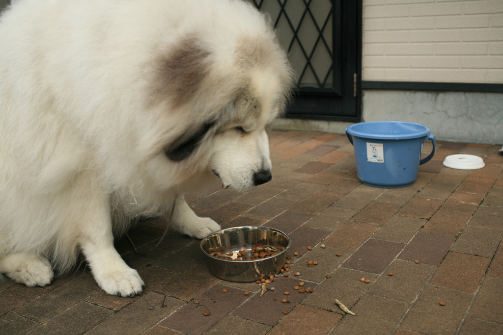 ご飯を食べるココさん