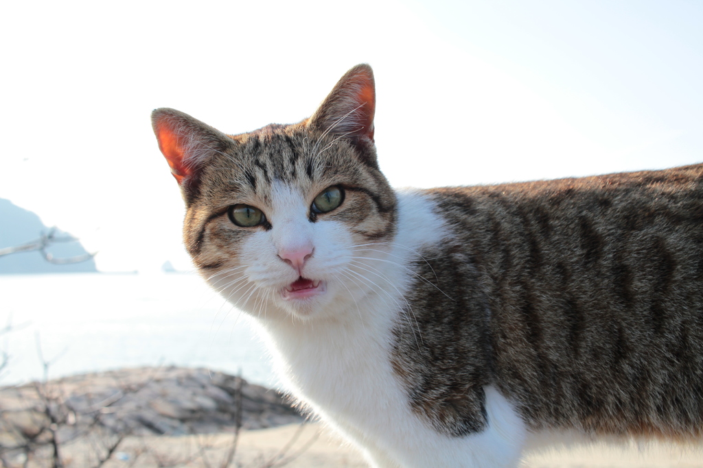 ぽかぽか陽気＠2018-01-20