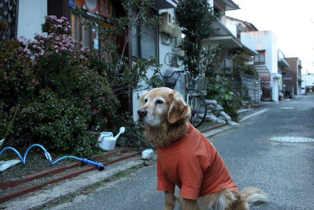 9才になったみゅうちゃん