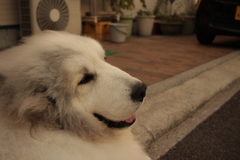 番犬してるココちゃん