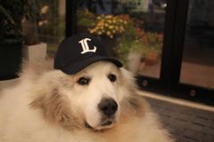 ライオンズなココさん