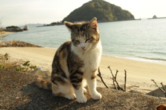 子猫も大きくなった