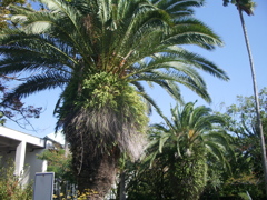 シュロの木＠聖カタリナ大学