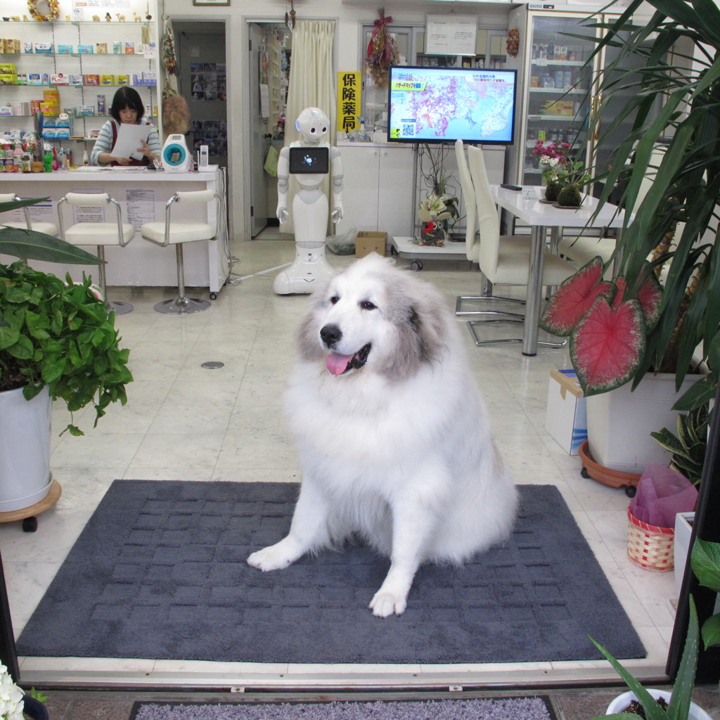 お客さんを待ってるココさん