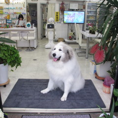 お客さんを待ってるココさん