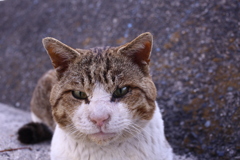 トム君は今日も元気